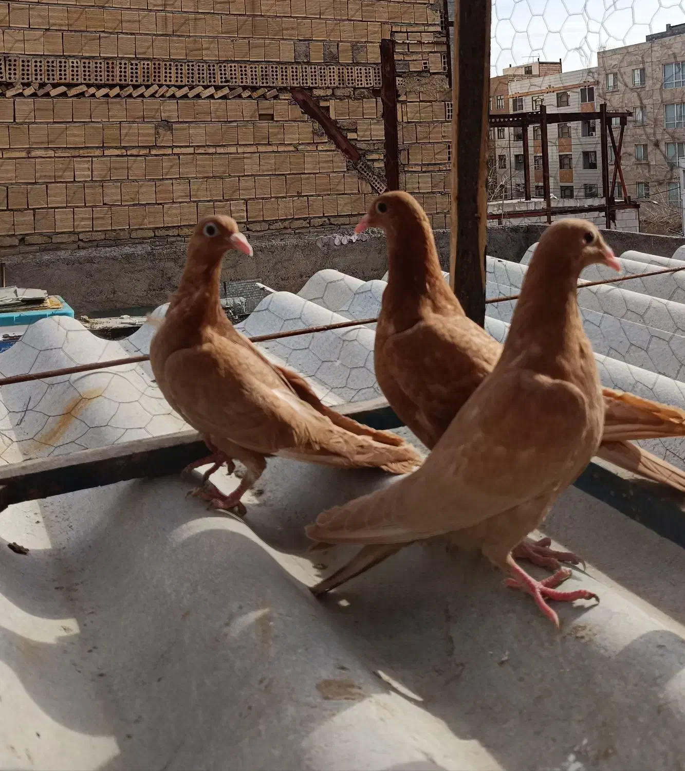 3عددجوجه زرد کرمانی|پرنده|مشهد, ایثار|دیوار