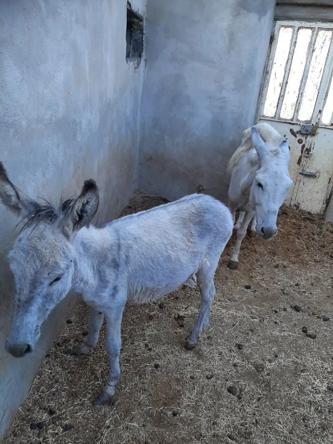 یک عدد خرگله ای جوان|حیوانات مزرعه|خمین, |دیوار