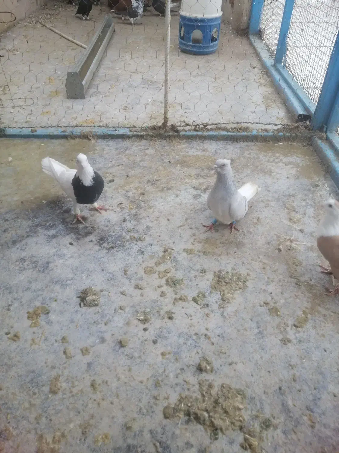 چندتا رنگی|پرنده|دزفول, |دیوار