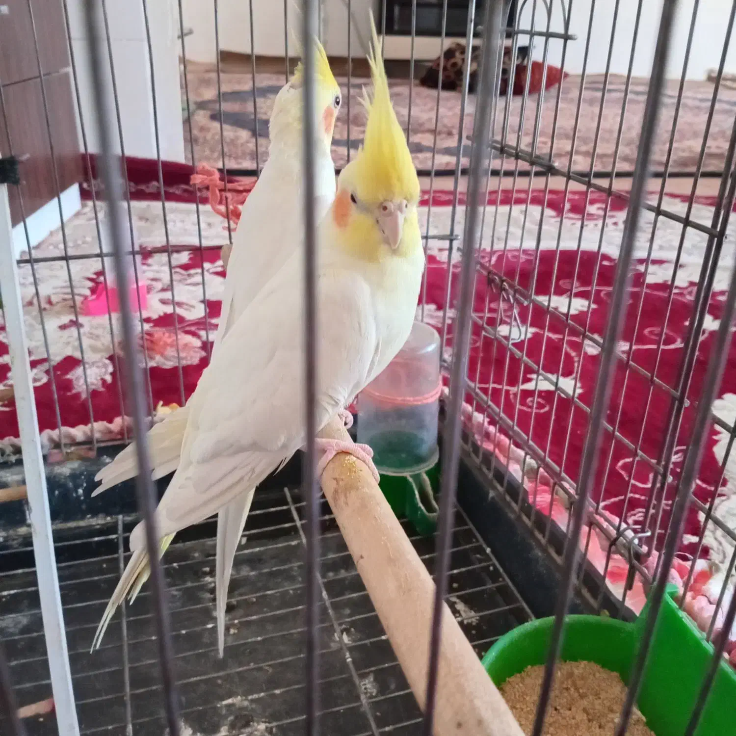 یگ جفت  لوتینو    نر ۱۲کلام  صحبت می کنند|پرنده|مشهد, خواجه ربیع|دیوار