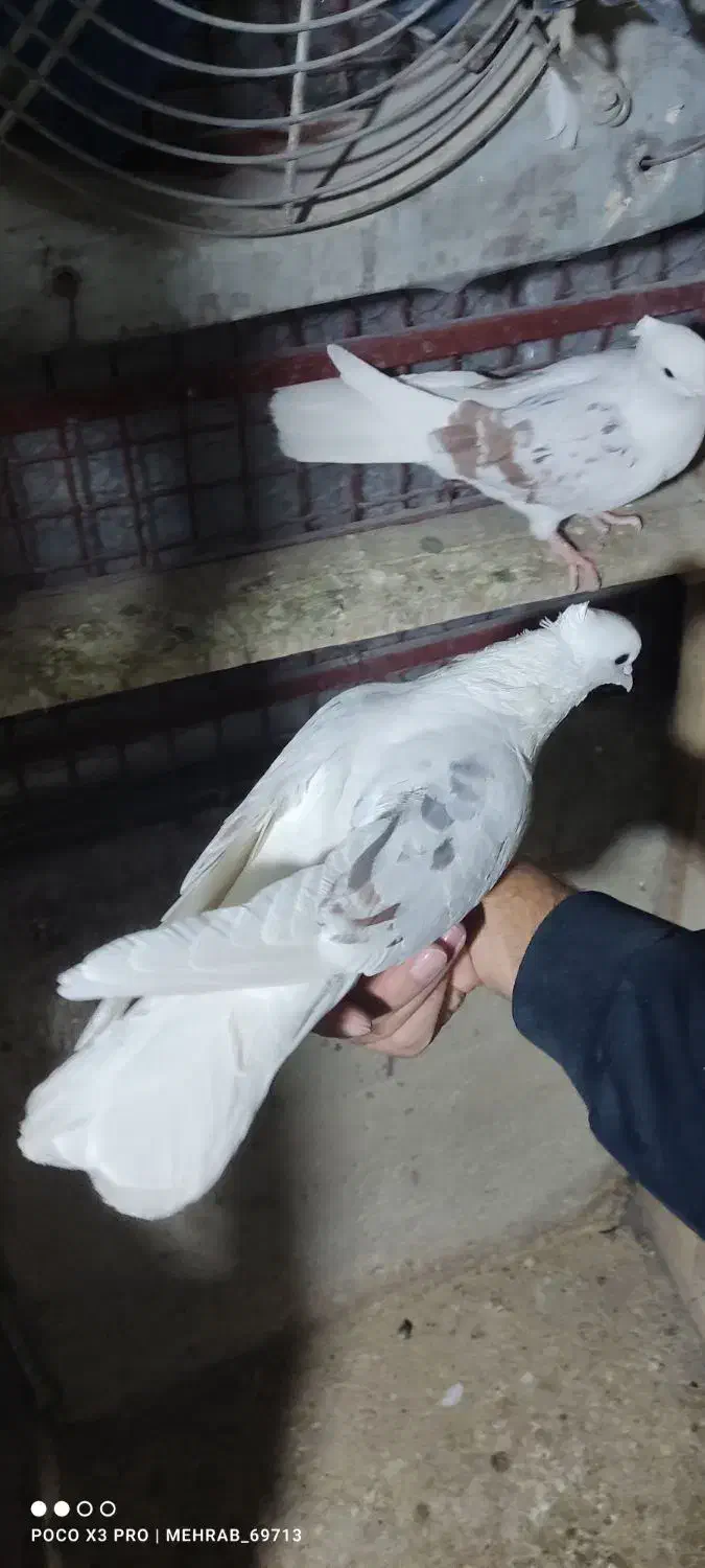 کبوتر،قناری،فروش معاوضه|پرنده|خرم‌آباد, |دیوار