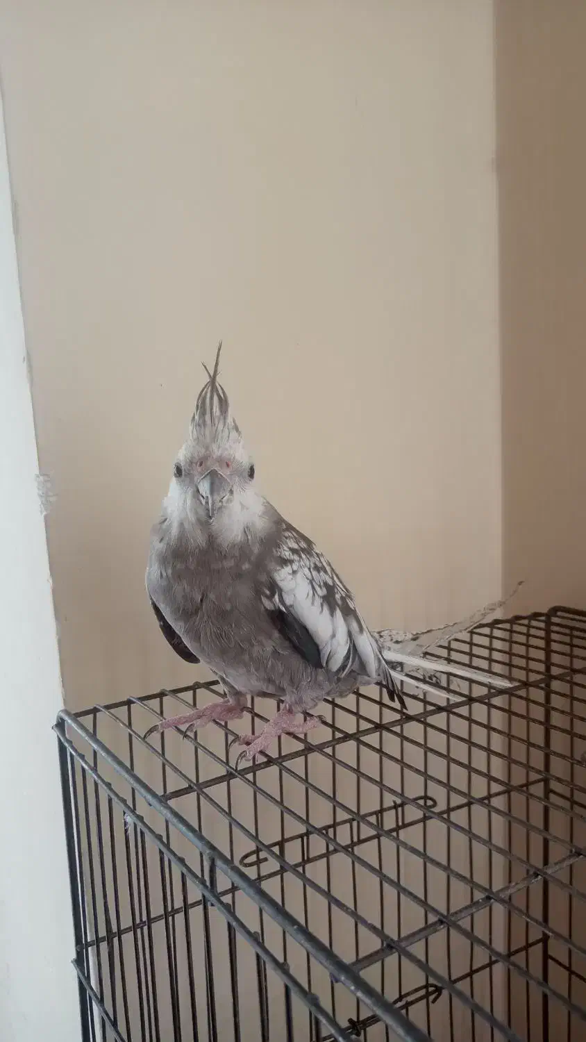 پرنده عروس هلندی|پرنده|فولادشهر, مسکن مهر فولادشهر|دیوار