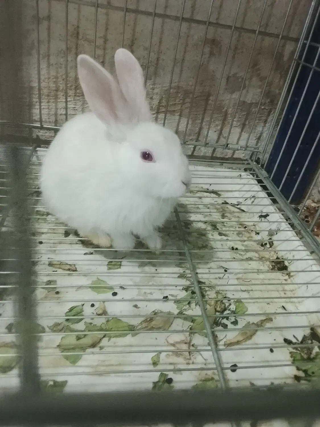 تعدادی بچه خرگوش|موش و خرگوش|جیرفت, |دیوار