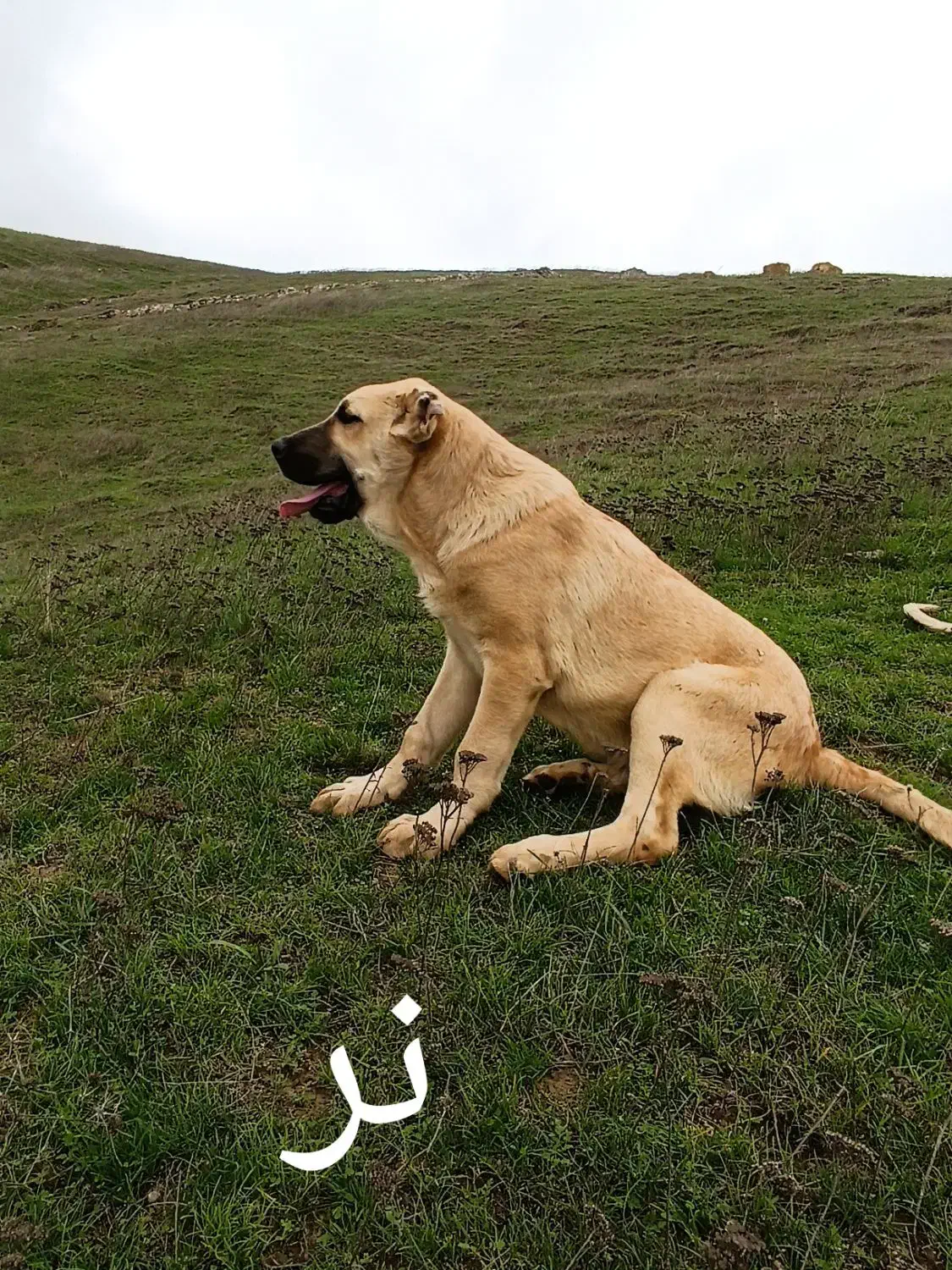 طوله سرابی|سگ|گرمی, |دیوار