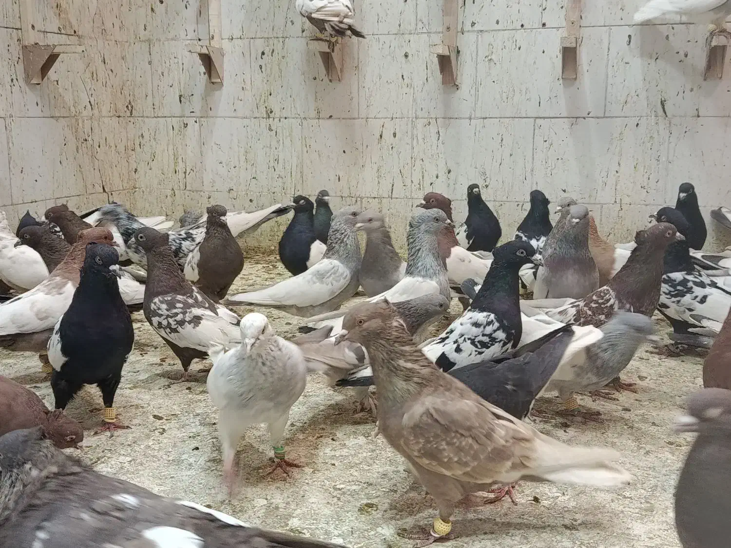 پرنده خوب|پرنده|شیراز, دست خضر|دیوار