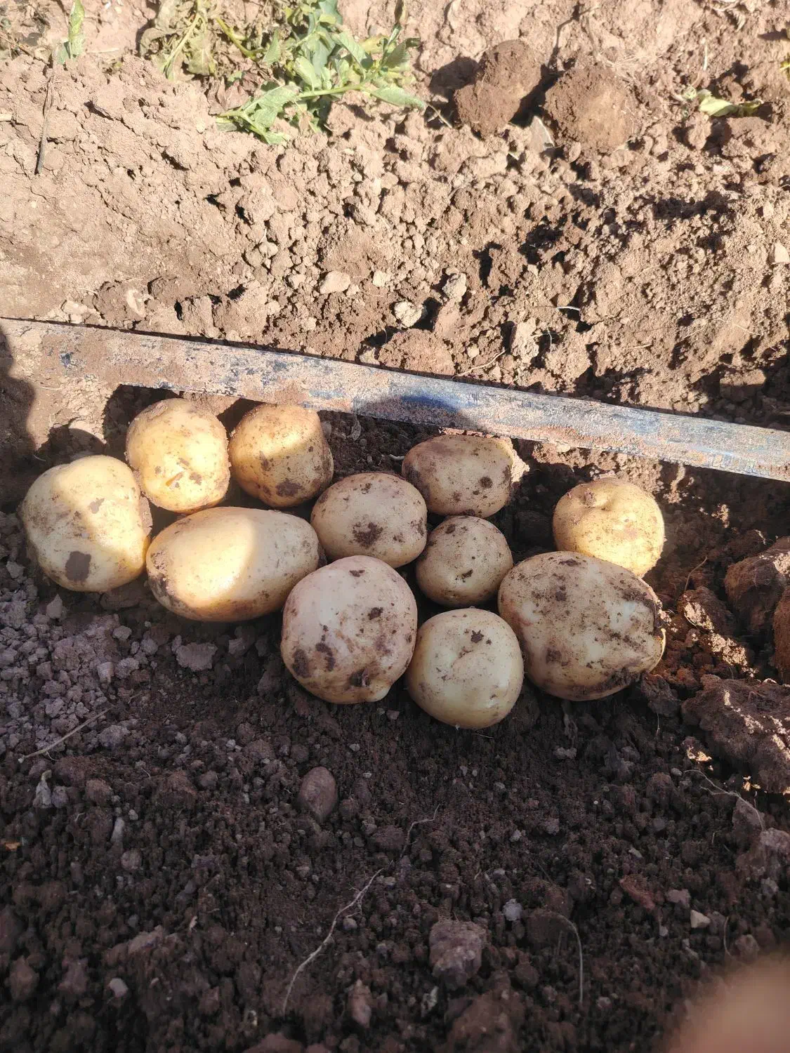 سیب زمینی بذری سانته|عمده‌فروشی|چادگان, |دیوار