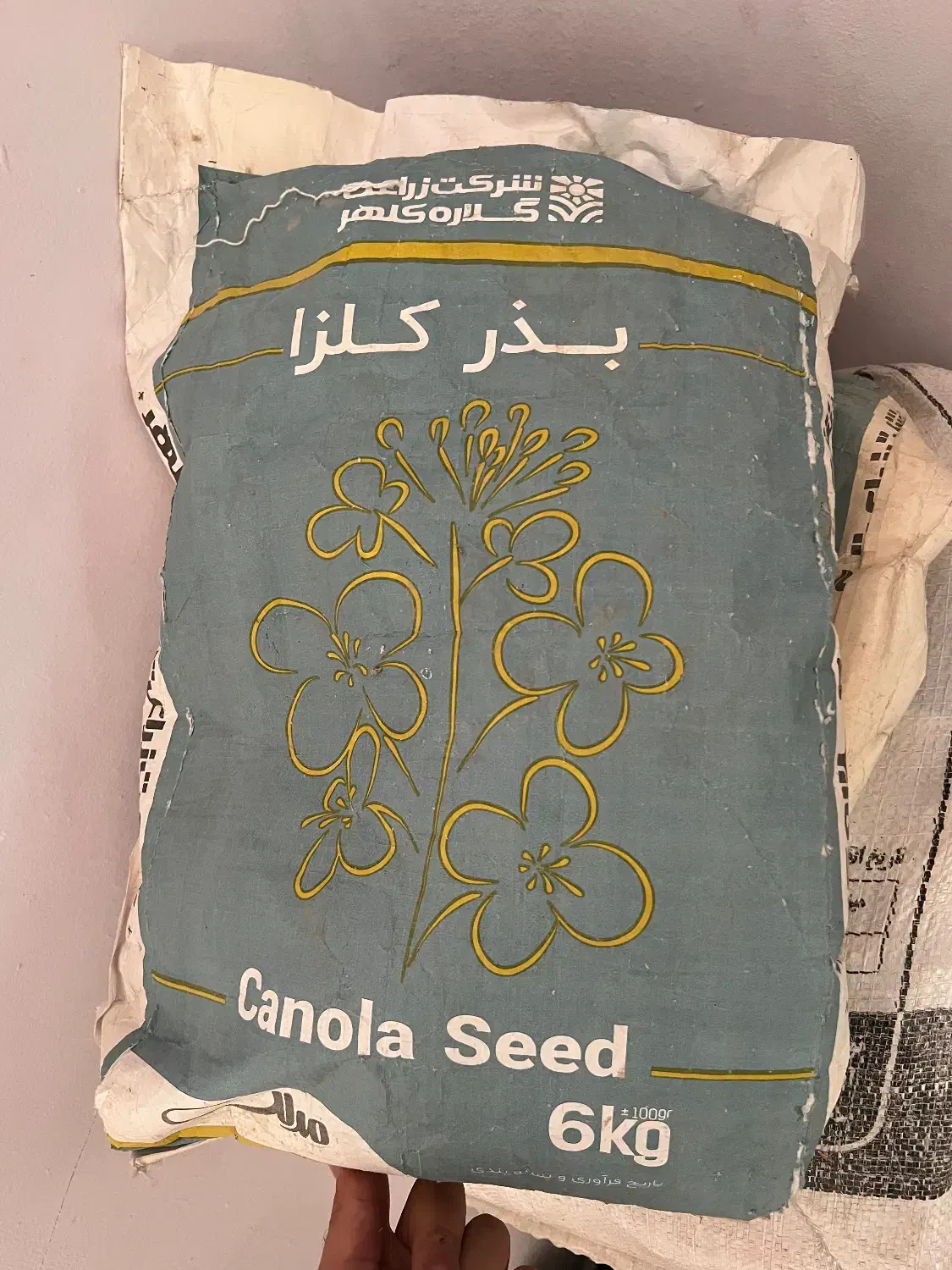 بذر گُلزا|گل و گیاه طبیعی|اهواز, شهرک حفاری|دیوار