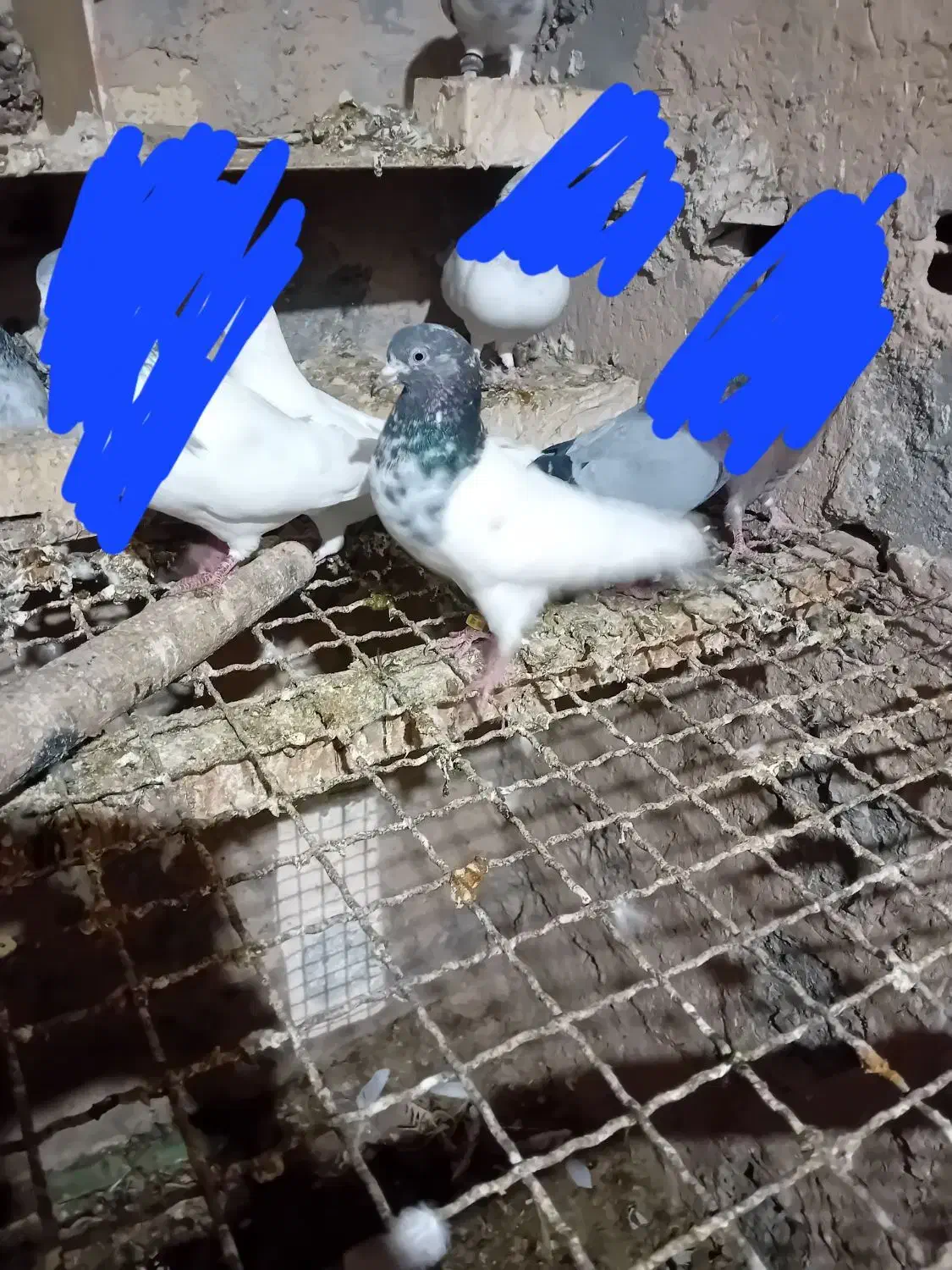 تیدی سرحال|پرنده|بندر ماهشهر, |دیوار