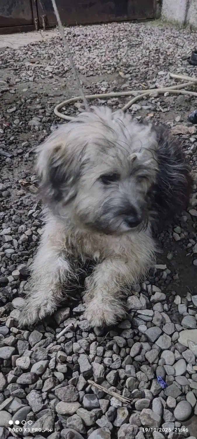 واگذاری توله سگ شینزو|سگ|صومعه‌سرا, |دیوار