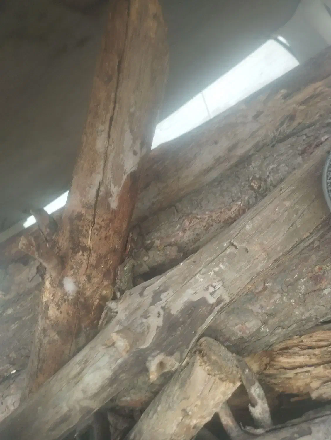 خریدار انواع چوب ساختمانی باغی وهرس|خدمات باغبانی و درختکاری|گنبد کاووس, |دیوار