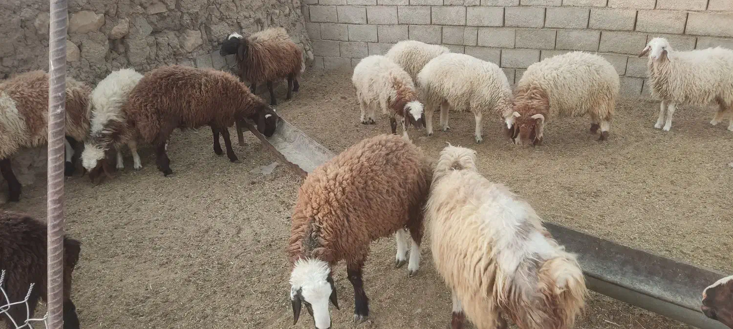 بره نر و ماده|حیوانات مزرعه|دره شهر, |دیوار