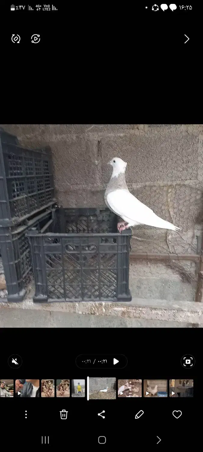 ماده زیتونی|پرنده|لامرد, |دیوار