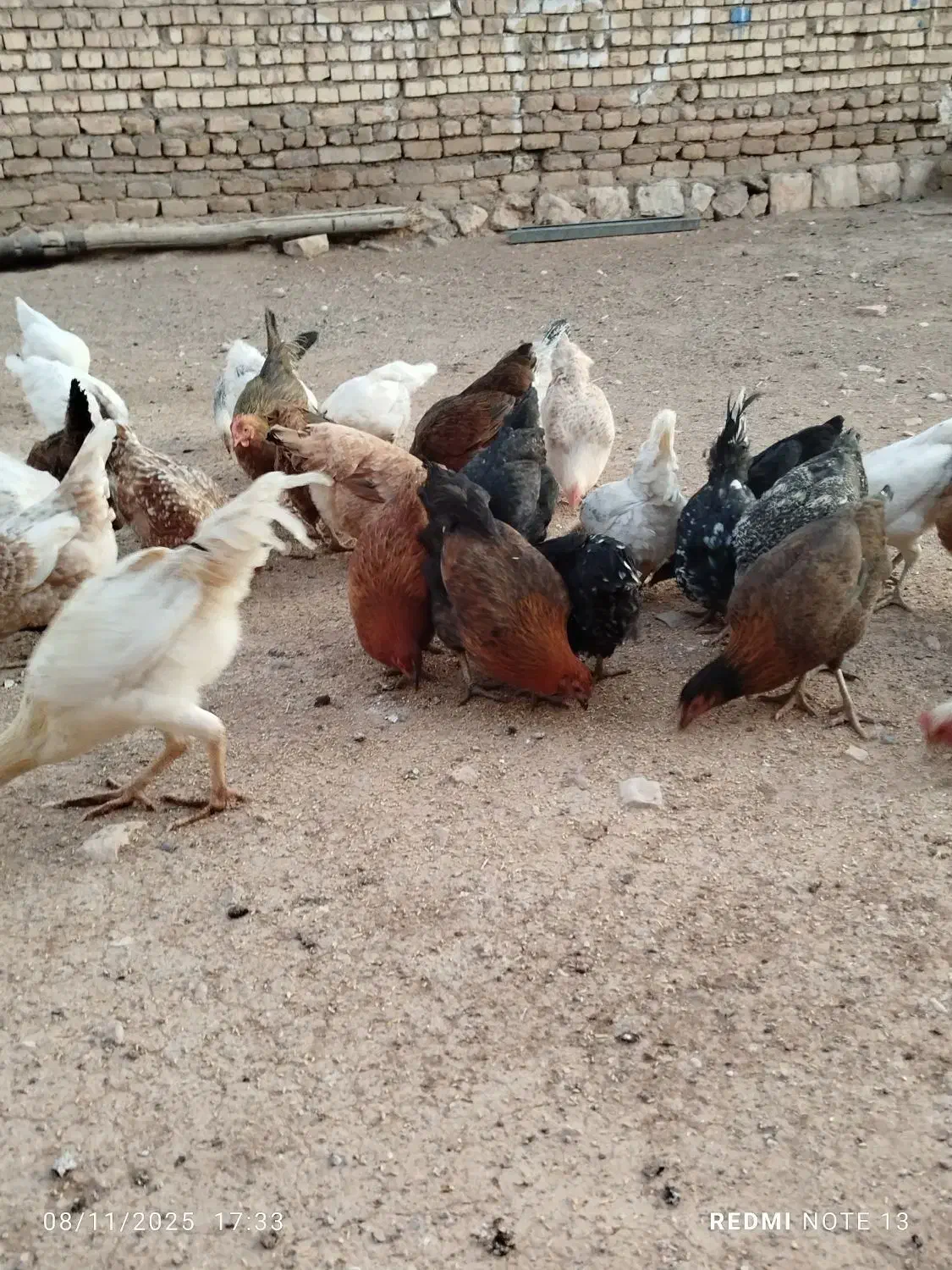 مرغ و خروس|حیوانات مزرعه|کوهدشت, |دیوار