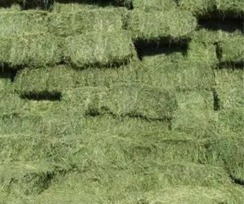 یونجه|حیوانات مزرعه|قلعه شاهین, |دیوار