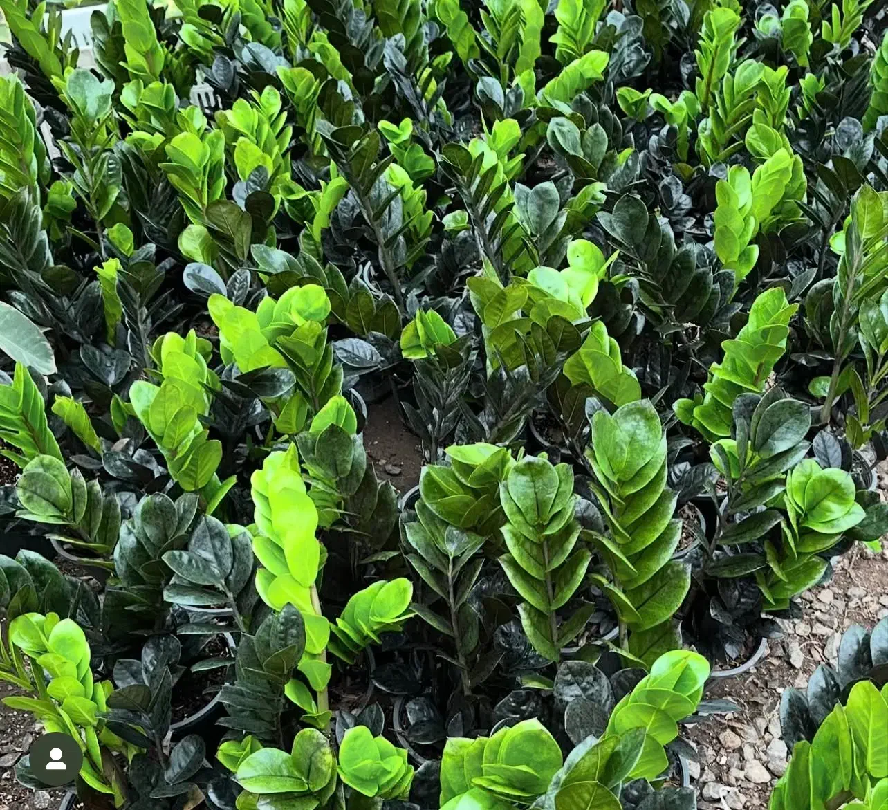 فروش انواع گلهای اپارتمانی|گل و گیاه طبیعی|سنندج, |دیوار