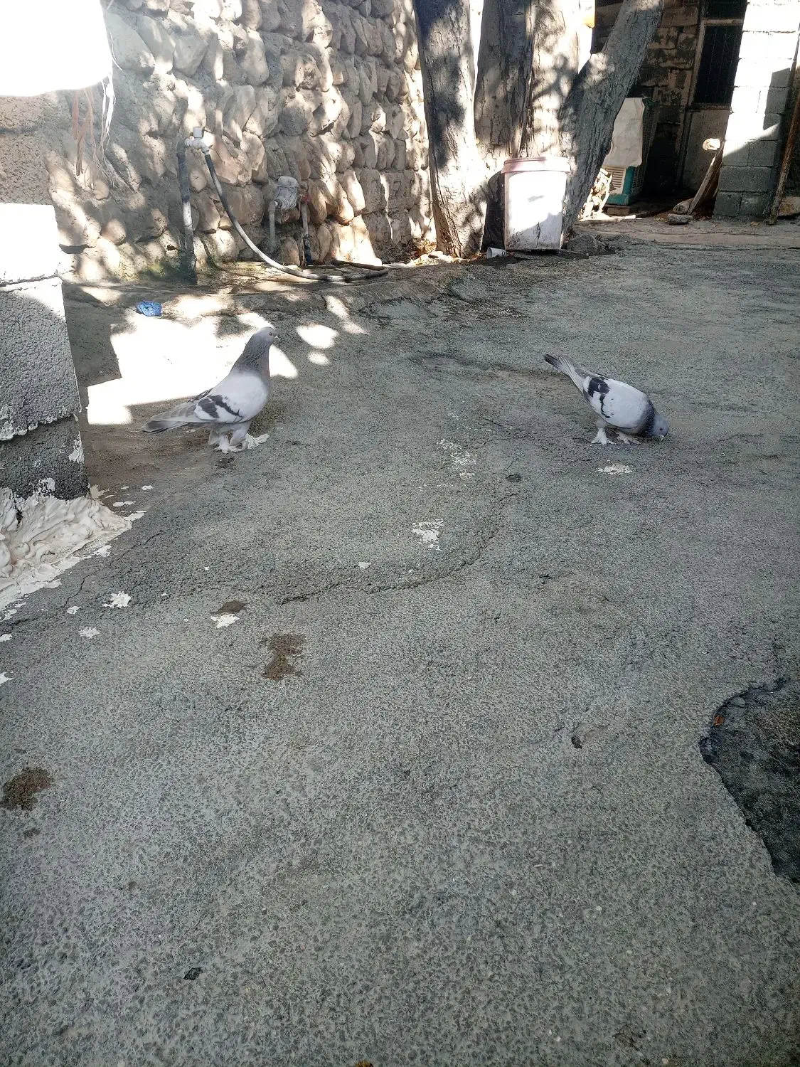 دو عدد کبوتر شقشقی|پرنده|سیوان, |دیوار