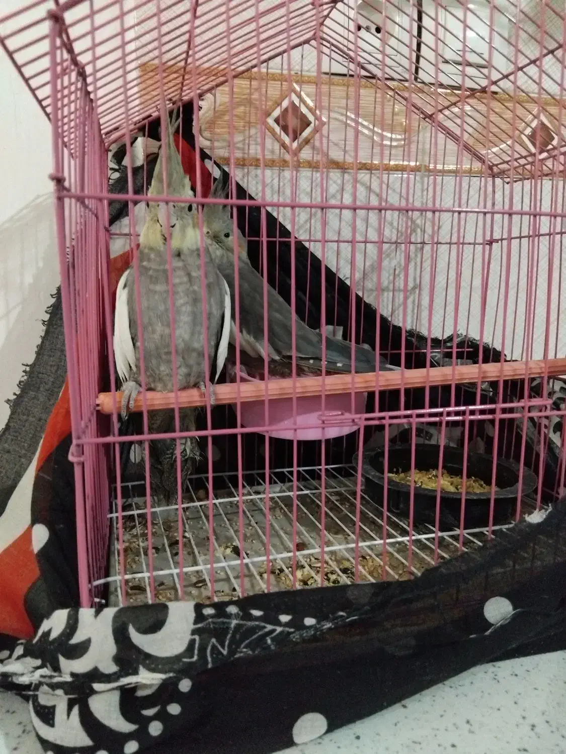 فروش پرنده عروس هلندی سرحال|پرنده|گرمسار, |دیوار