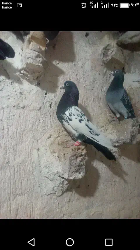 دوتا صید|پرنده|مشهد, شهید آوینی|دیوار