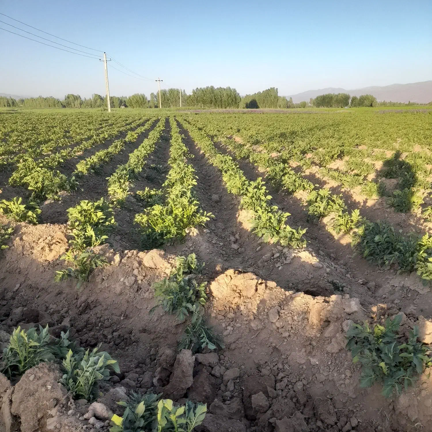 علف یونجه|لوازم جانبی حیوانات|سراب, |دیوار