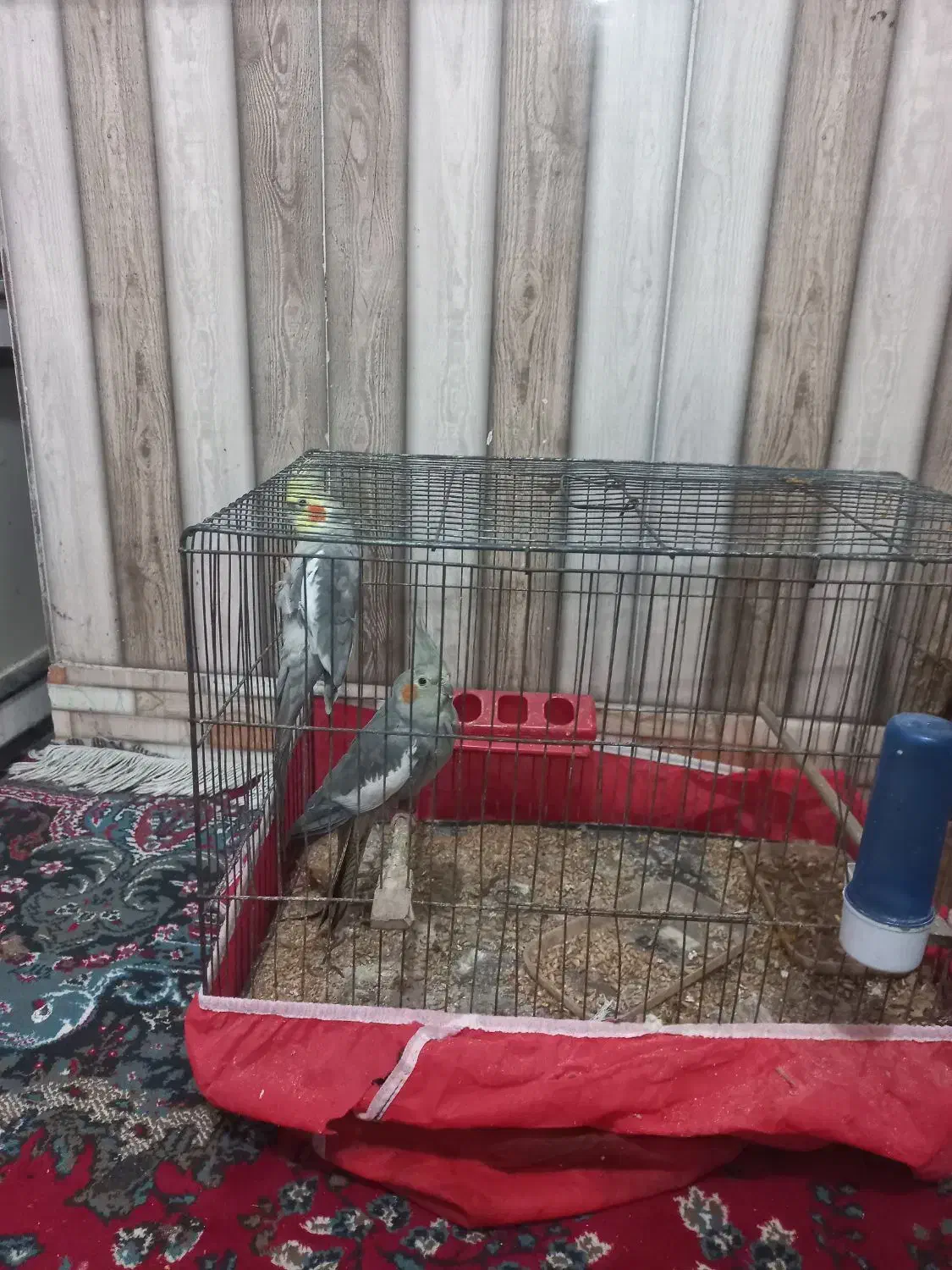 عروس هلندی جفت۱۲۵۰|پرنده|کردکوی, |دیوار