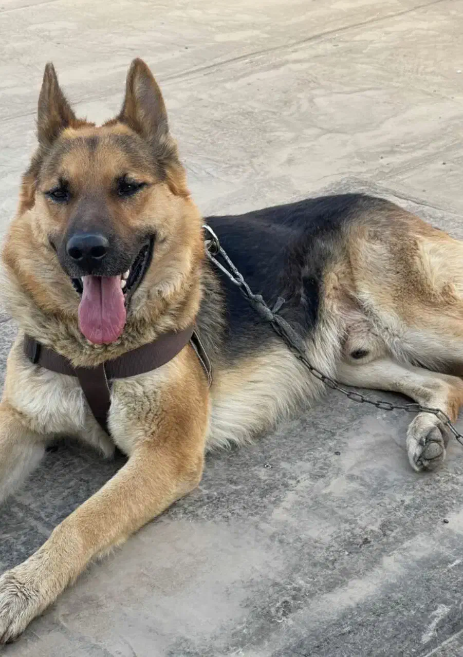 سگ ژرمن ۳ ساله|سگ|دزفول, |دیوار