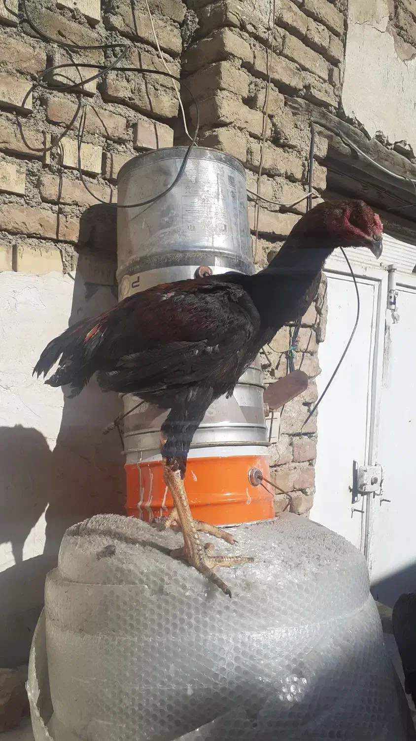 جوجه خروس لاری|حیوانات مزرعه|سلماس, |دیوار