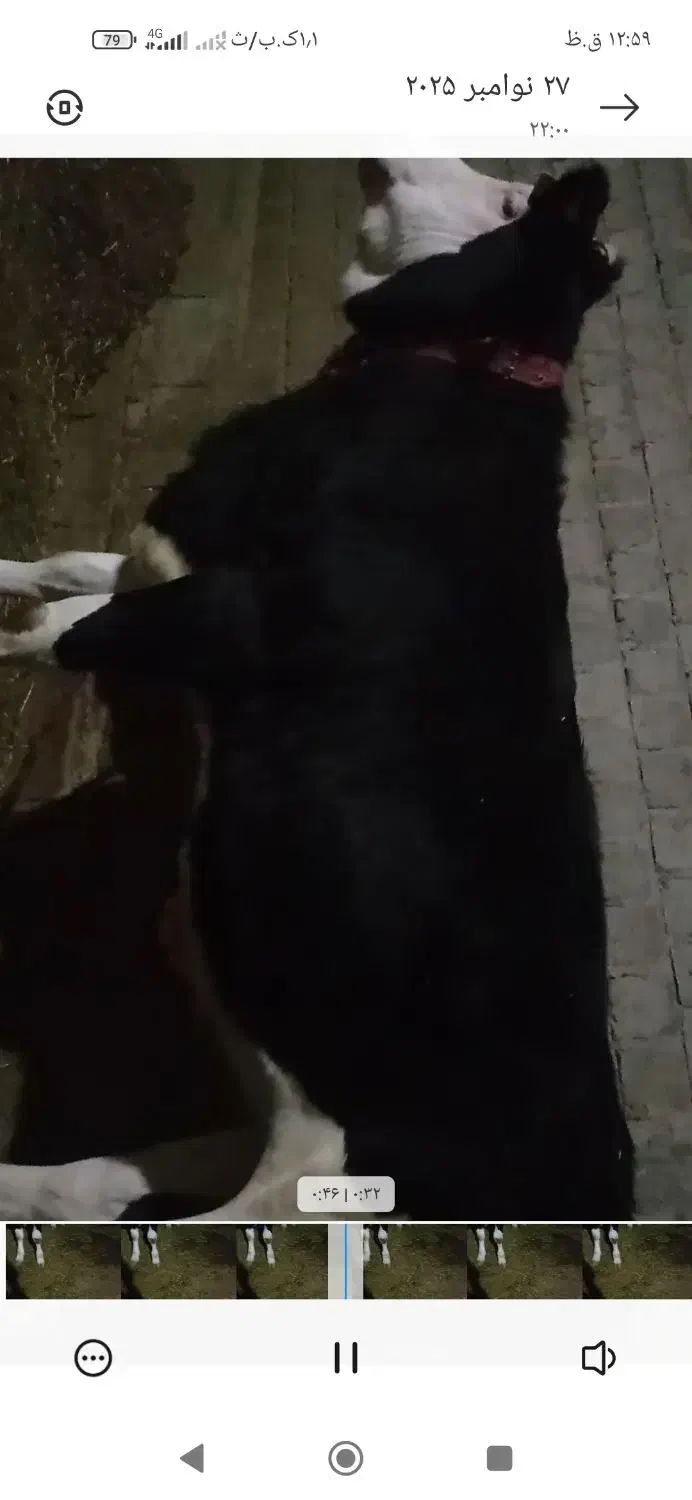 فروش‌‌نقد‌تخفیف‌جزعی‌سرمعامله|حیوانات مزرعه|مهاباد (آذربایجان غربی), |دیوار