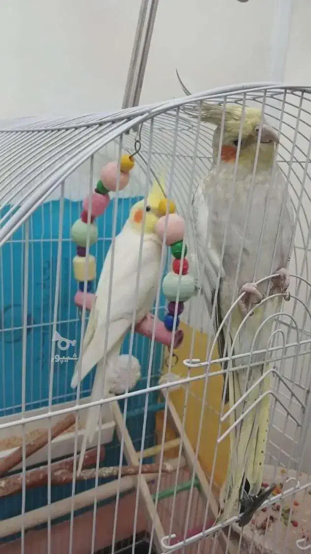 عروس هلندی مولد|پرنده|خمین, |دیوار