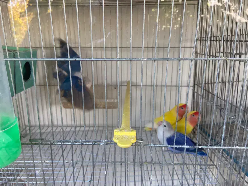 مرغ عشق عروس هلندی کوتوله|پرنده|باخزر, |دیوار