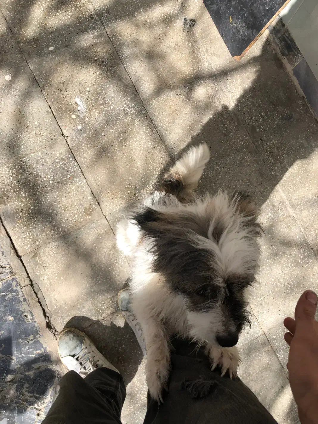 سگ پاکوتاه|سگ|بجنورد, |دیوار