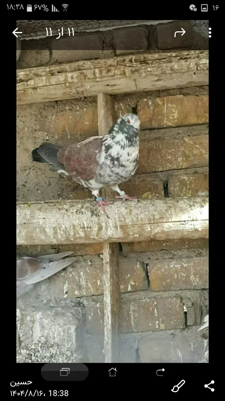 کبوتر پرش سنگین|پرنده|فلاورجان, |دیوار