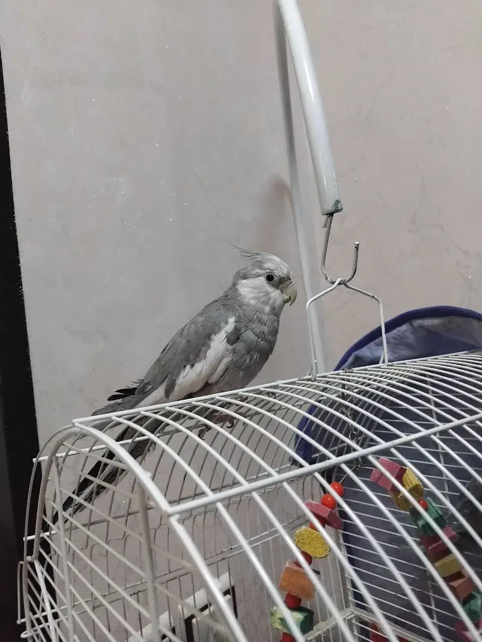 عروس هلندی وایت فیس|پرنده|میاندوآب, |دیوار