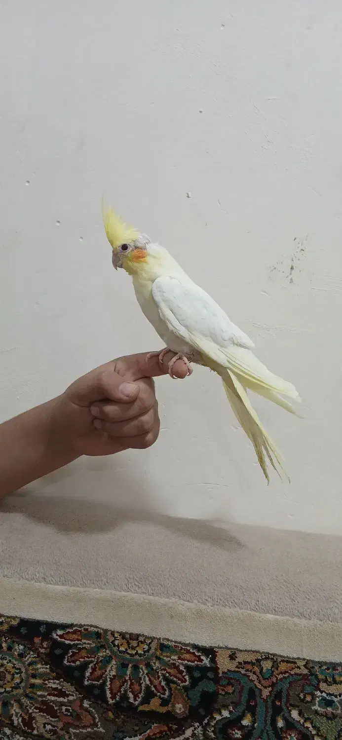 جوجه نر لوتینو|پرنده|بندر امام خمینی, |دیوار