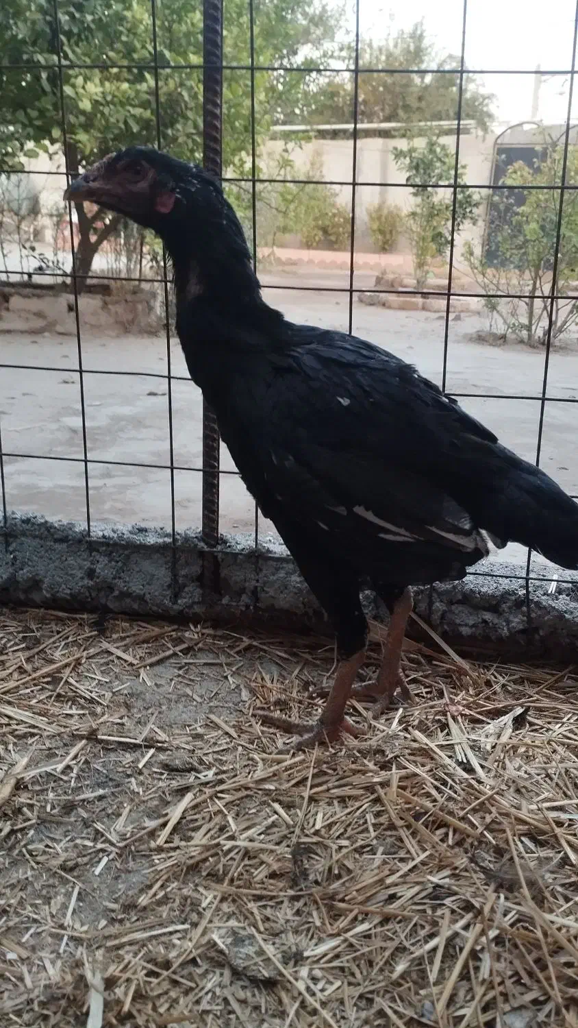 مرغ لاری تخم گذار|حیوانات مزرعه|دشت ذهاب, |دیوار