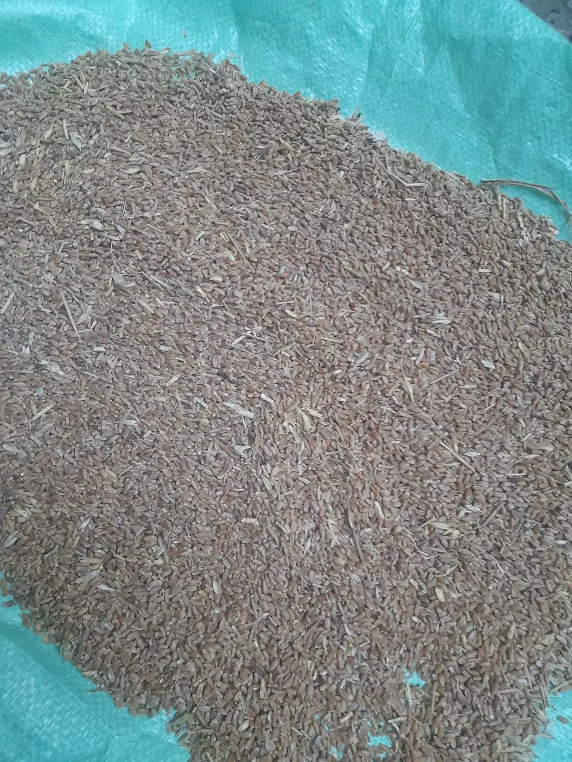 گندم دیم خوراکی|لوازم جانبی حیوانات|گرگان, |دیوار