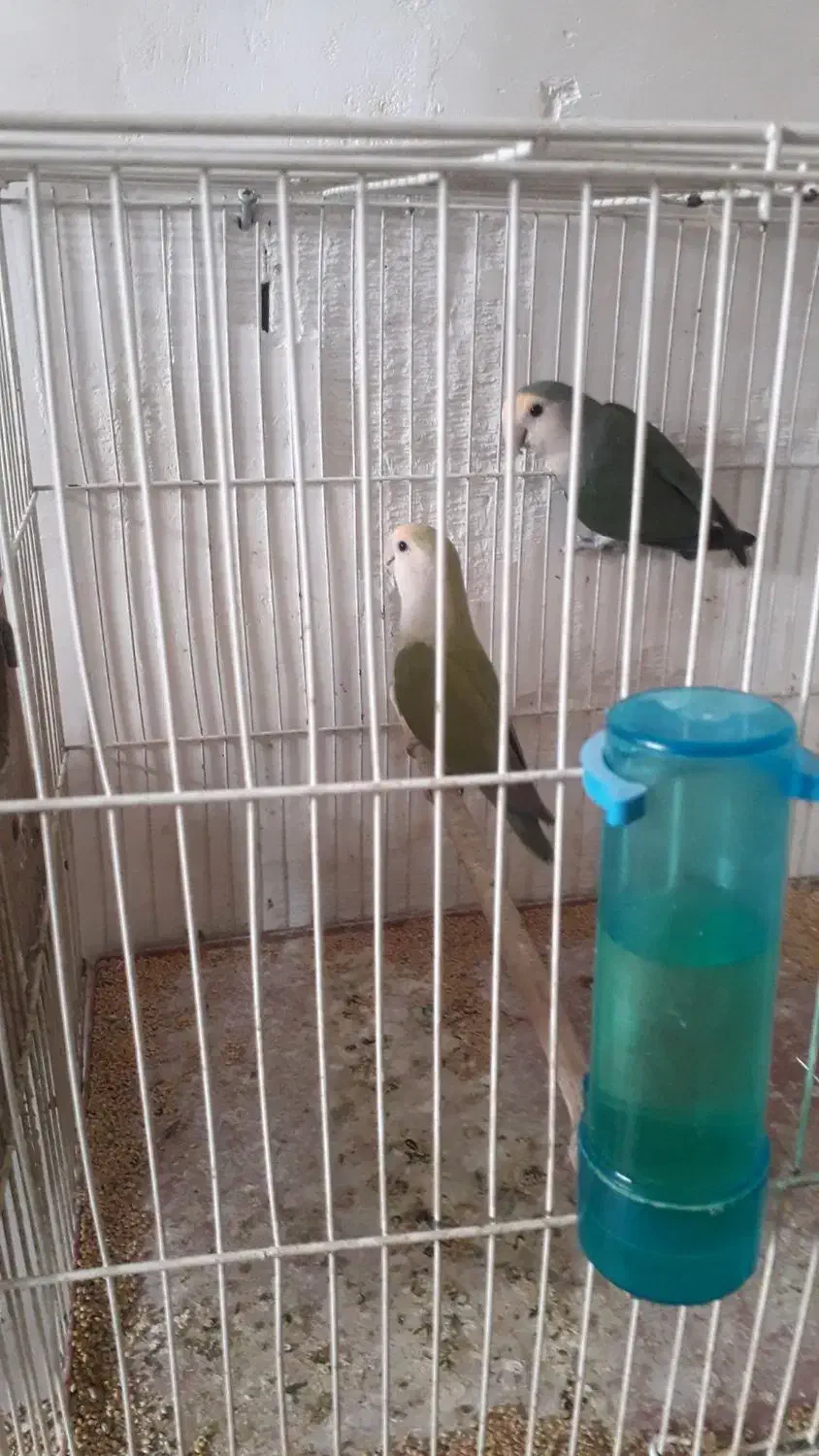 طوطی برزیلی|پرنده|زنجان, |دیوار