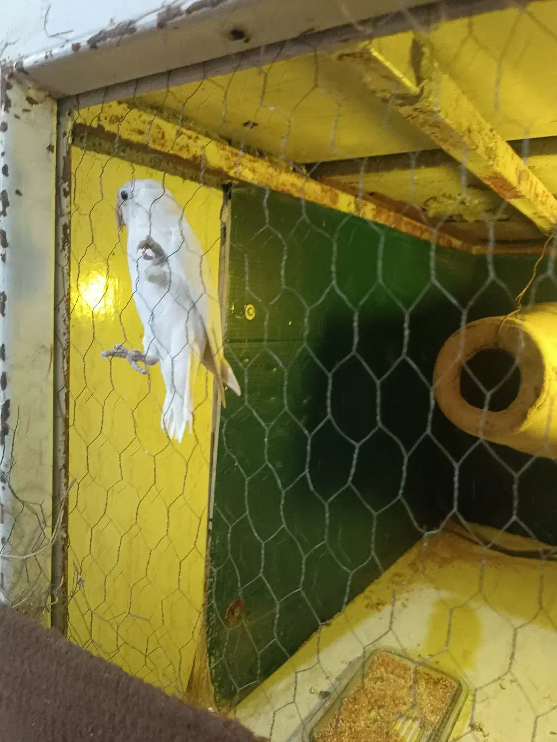 کوتوله برزیلی|پرنده|گنبد کاووس, |دیوار