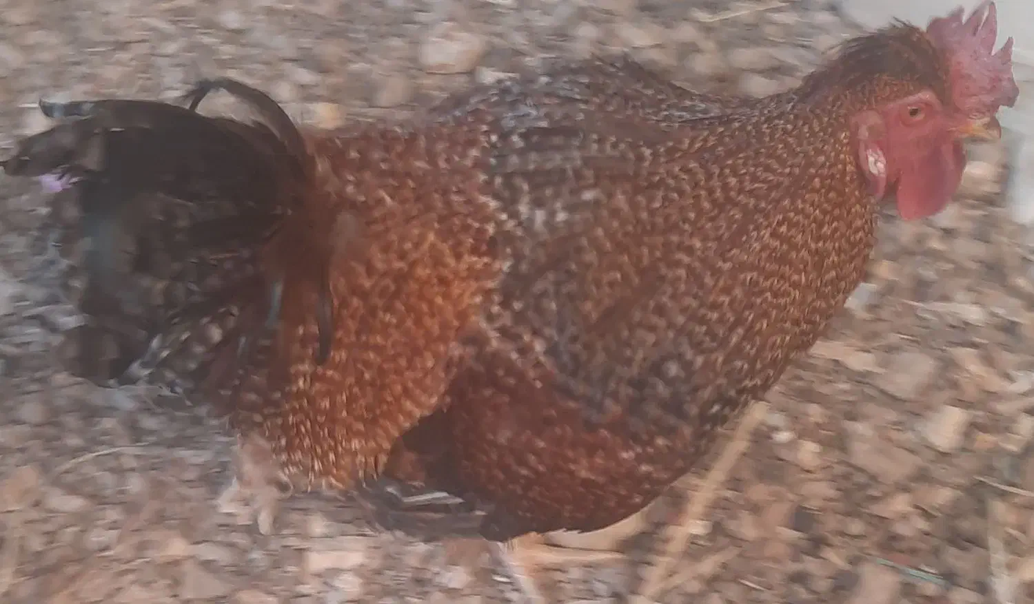 خروس جوان و زیبا|حیوانات مزرعه|خمینیشهر, |دیوار