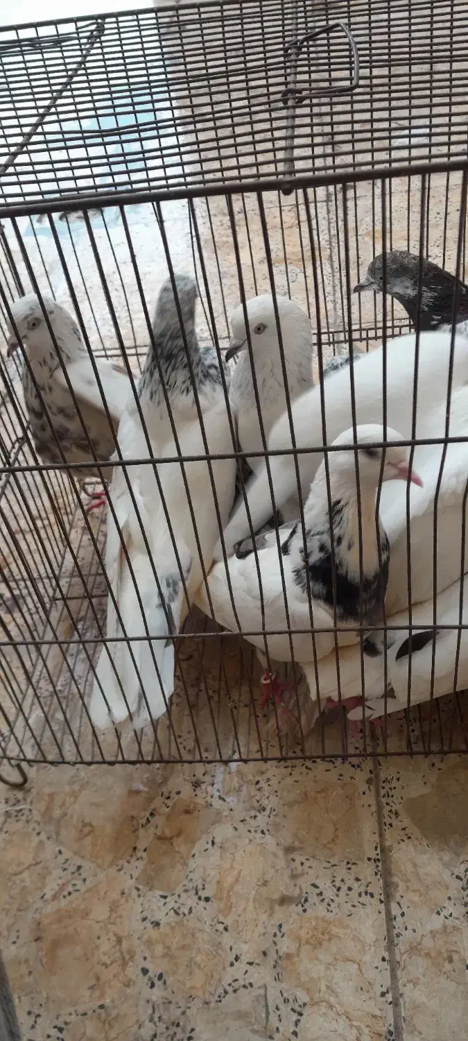 کبوتر|پرنده|رشت, حومه رشت|دیوار