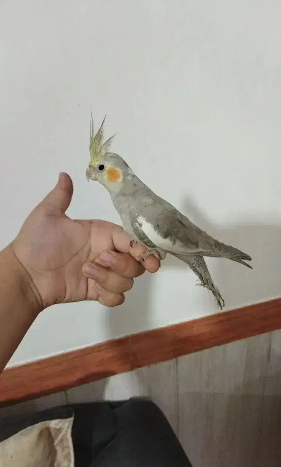 گمشده|حیوانات|خرمآباد, |دیوار