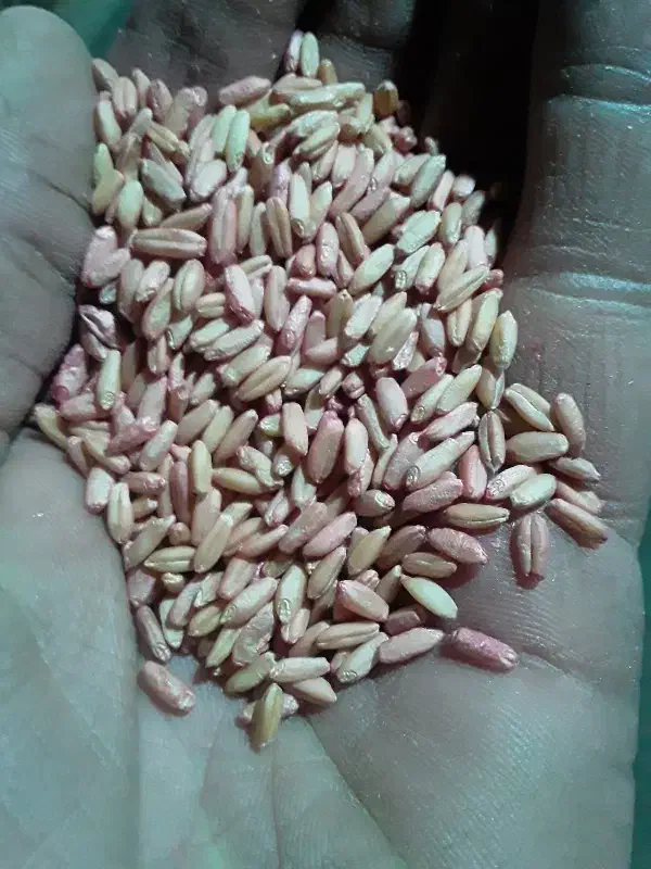 گندم|لوازم جانبی حیوانات|نهاوند, |دیوار