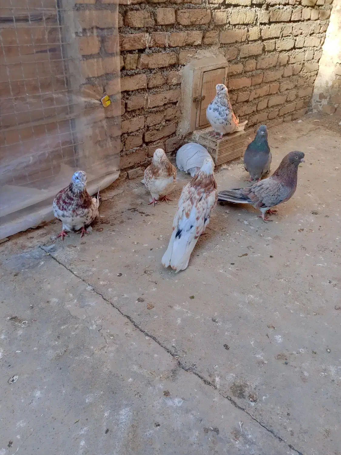 5عددسرور یک سبزجم دونه ای1000000تومان|پرنده|میانه, |دیوار