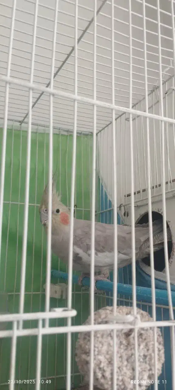 عروس هلندی|پرنده|مشهد, کوثر|دیوار