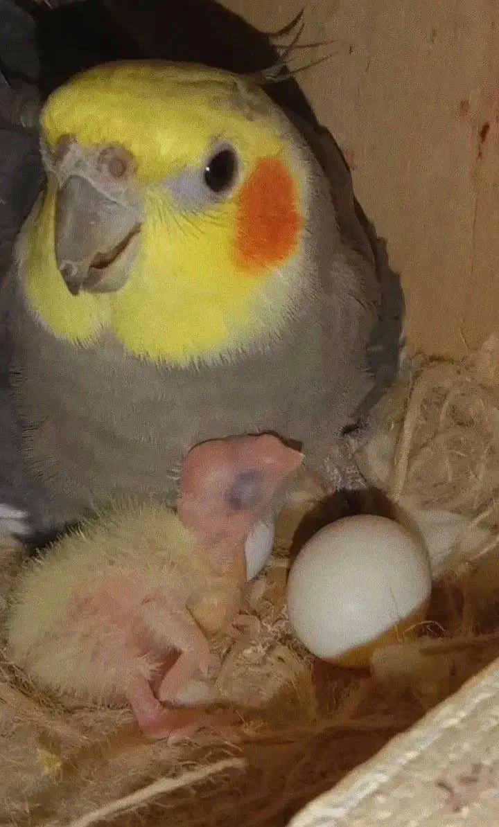 عروس هلندی نر بسیار بسیار مست ، درشت و زیبا|پرنده|بجنورد, |دیوار