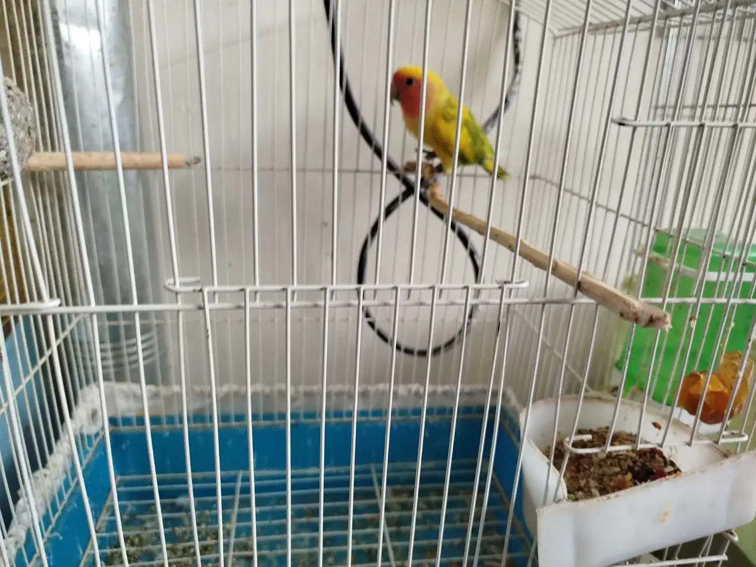 معاوضه|پرنده|سیستان, |دیوار