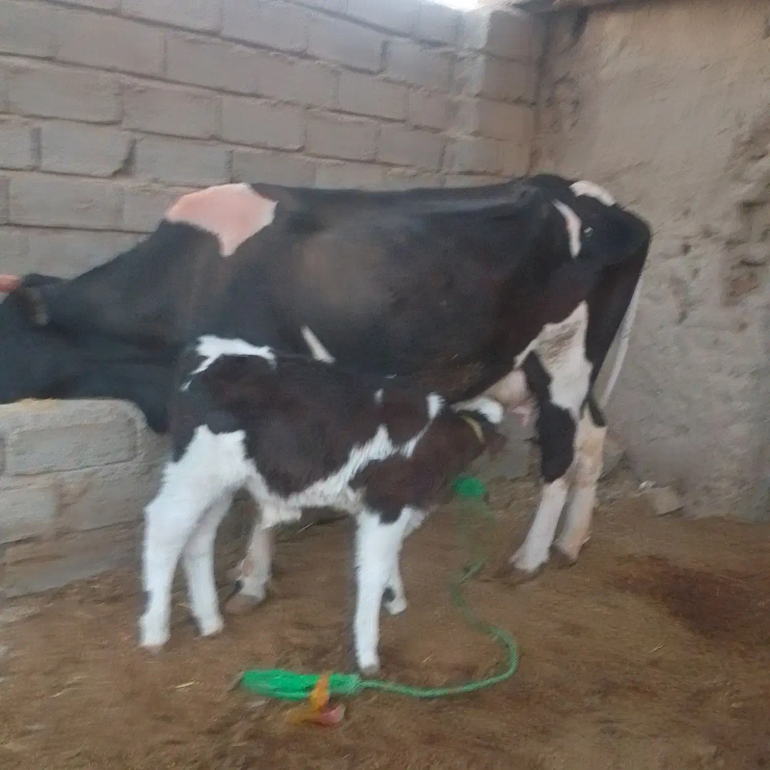 گاو با گوساله نر|حیوانات مزرعه|زهک, |دیوار