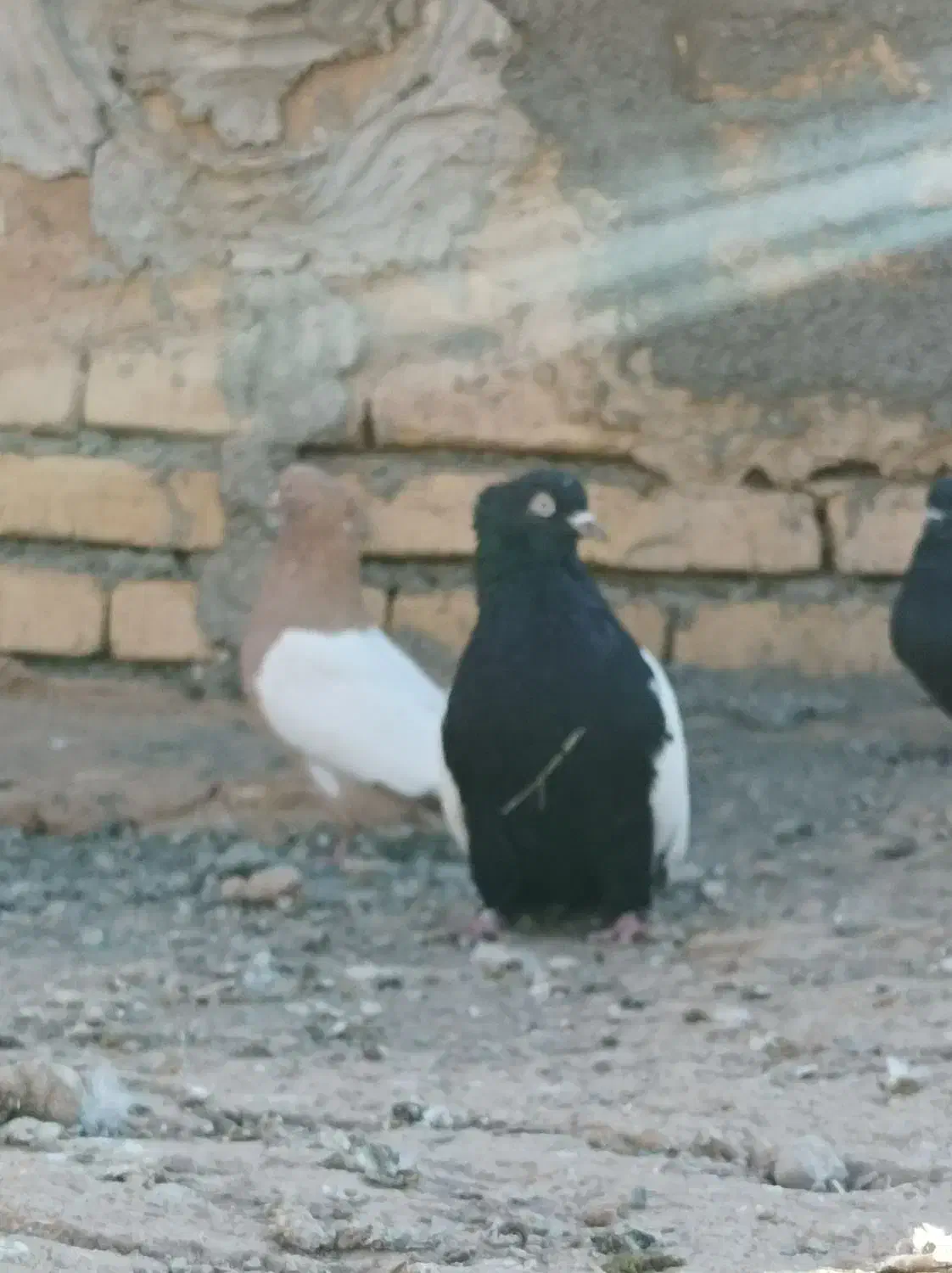 کبوتر|پرنده|فرمهین, |دیوار