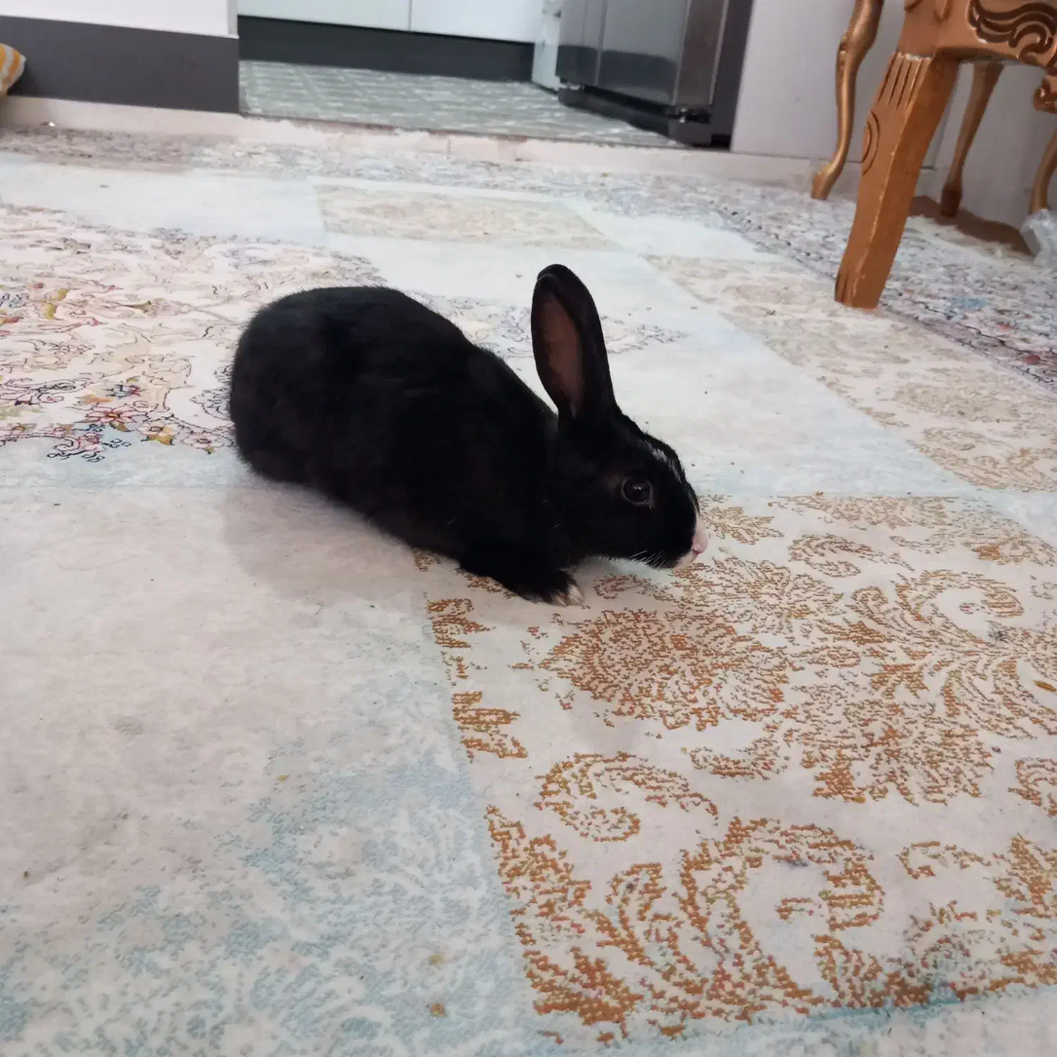 خرگوش|موش و خرگوش|شیراز, هفت تنان|دیوار