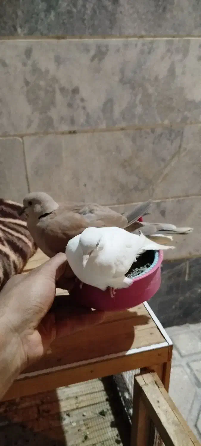 سهره قناری فنج مرغ عشق کبوتر طوطی قناری بلدرچین|پرنده|کرمانشاه, |دیوار