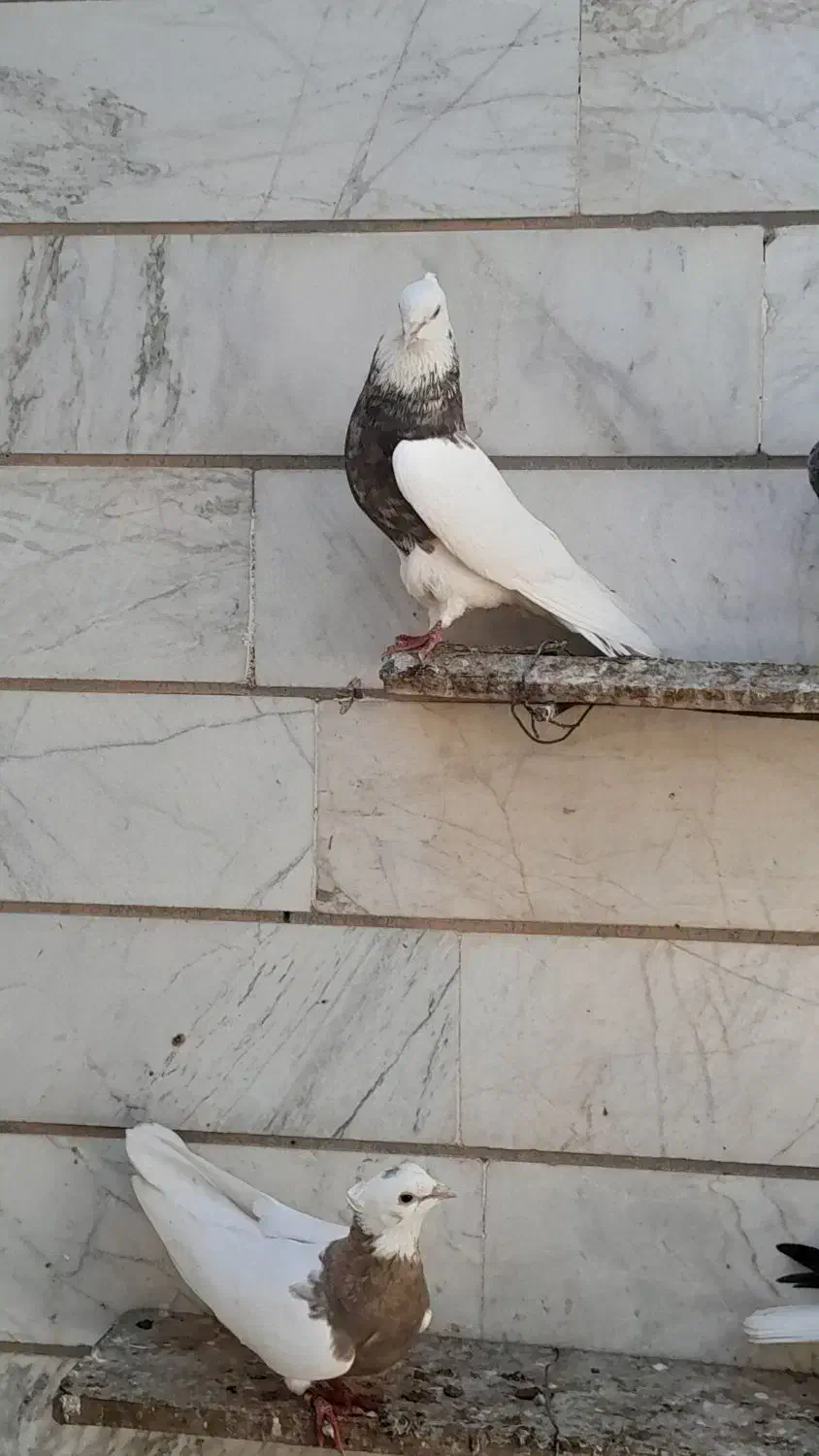 کبوتر یا پرنده طوقی|پرنده|خرمشهر, |دیوار